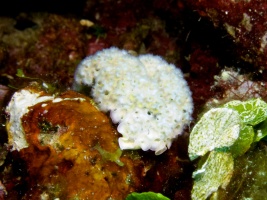 Lettuce Sea Slug IMG 7410